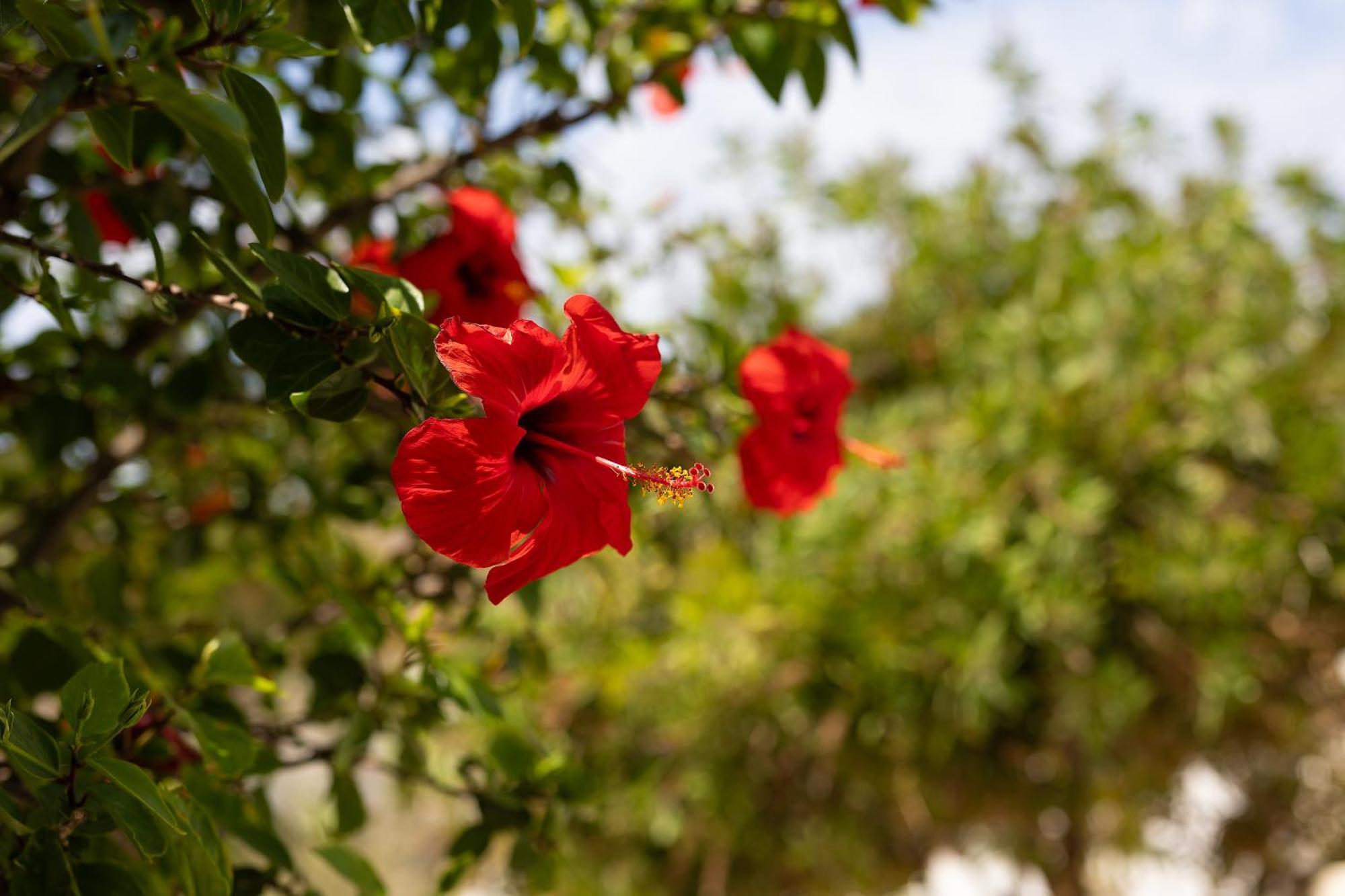 Villa Porto Rondo آغيوس بروكوبيوس المظهر الخارجي الصورة